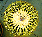 This large
cactus has 25 lines radiating from its centre.